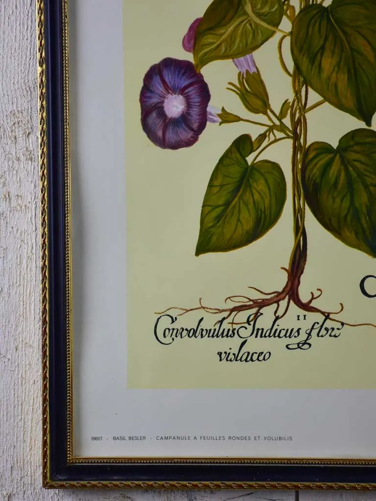 Vintage French botanic art print - Campanula 22¾" x 27¼"