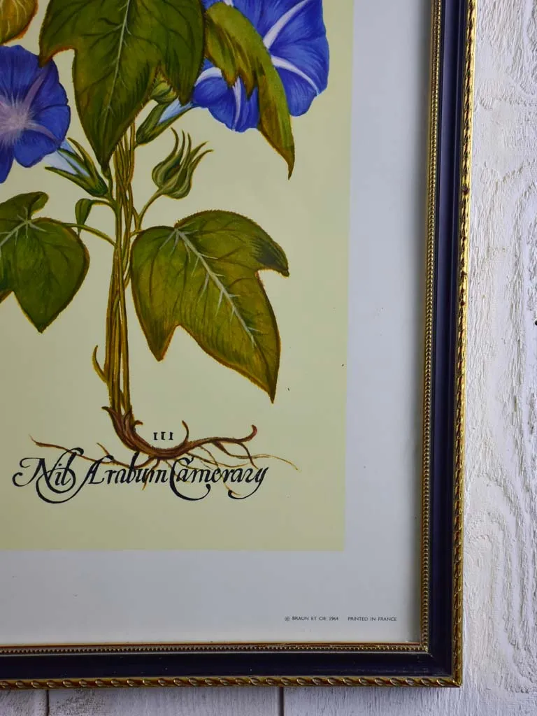 Vintage French botanic art print - Campanula 22¾" x 27¼"